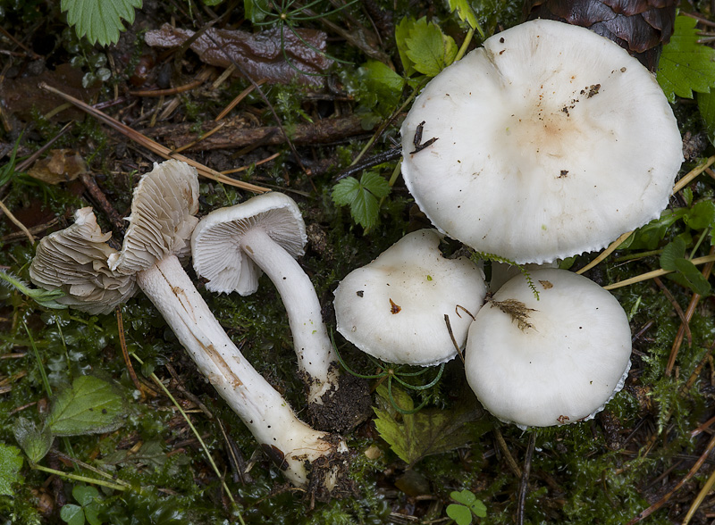 Inocybe whitei